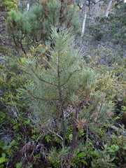 Pinus contorta bolanderi