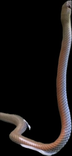 Yellow-faced Whipsnake sighting