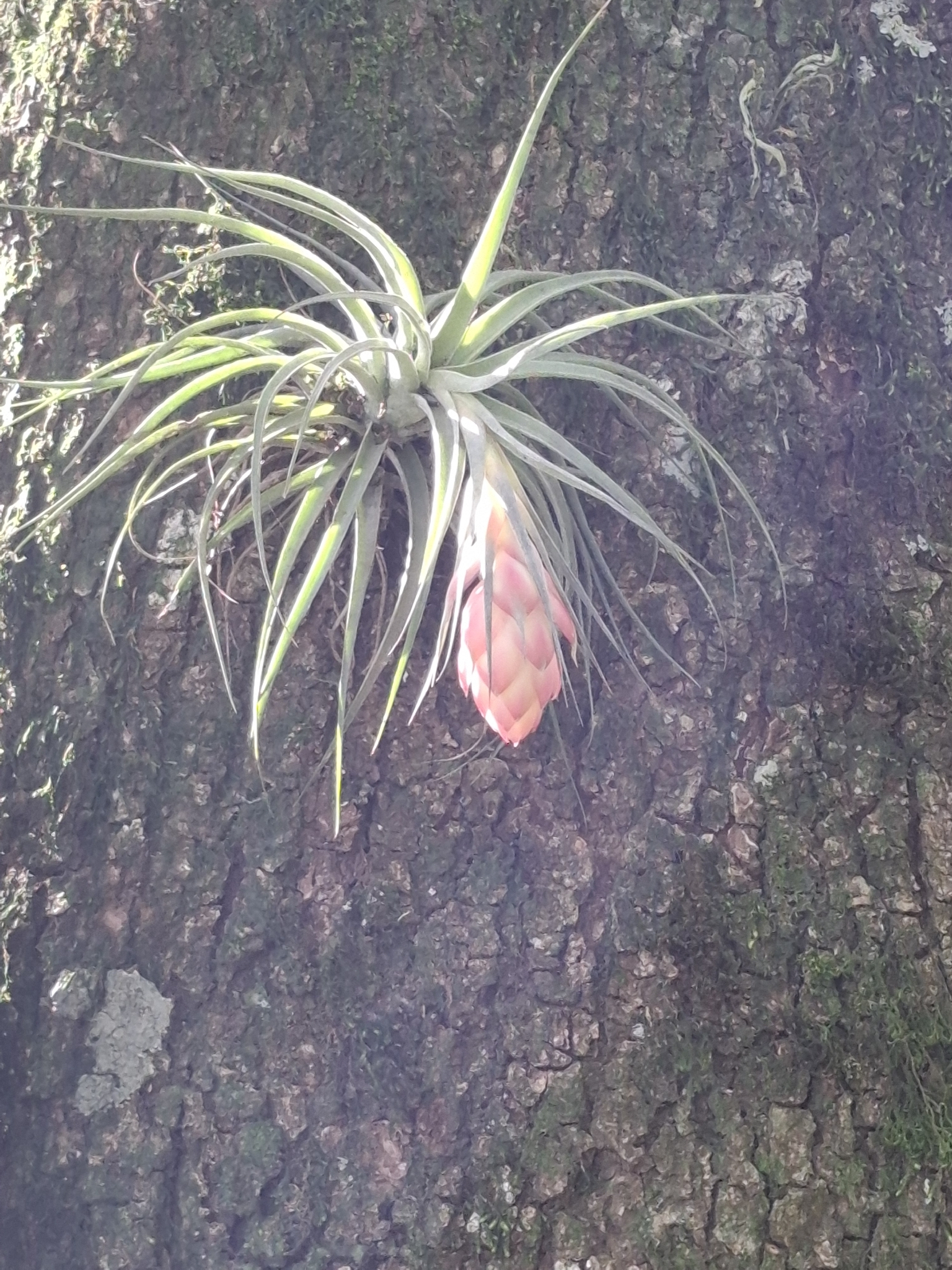 Tillandsia stricta