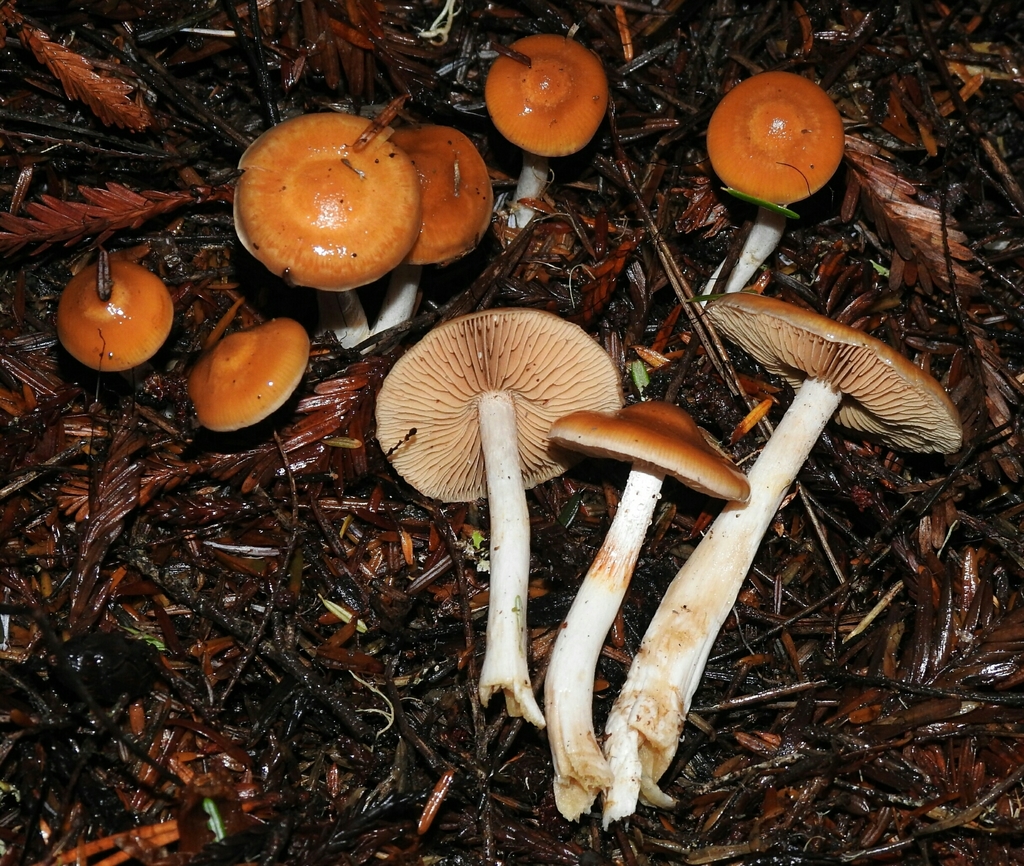 Cortinarius sect. Obtusi