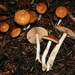 Cortinarius Sect. Obtusi - Photo (c) David Greenberger, some rights reserved (CC BY-NC-ND), uploaded by David Greenberger