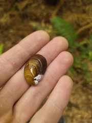 Schizoglossa