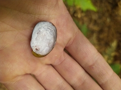 Schizoglossa