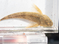 Cottus aleuticus