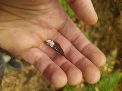 Schizoglossa