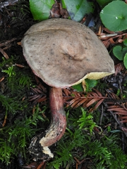 Xerocomellus mendocinensis