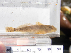 Cottus aleuticus