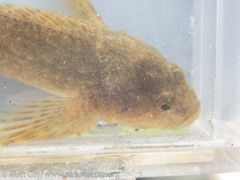 Cottus aleuticus