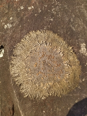 Placopsis perrugosa
