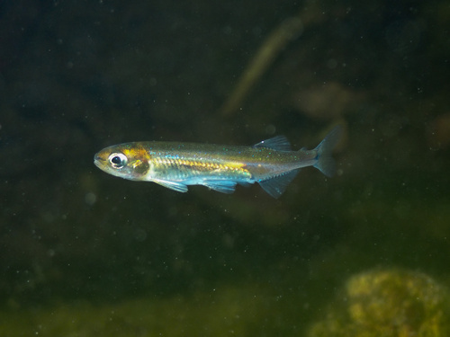 New Zealand common smelt (Retropinna retropinna) — Retropinnidae