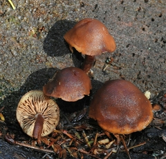 Gymnopilus oregonensis