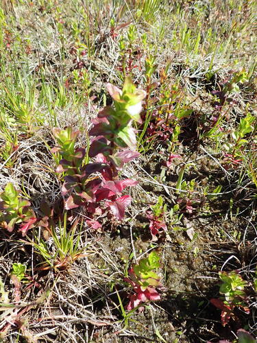Aboriginal willowherb (Epilobium billardiereanum)