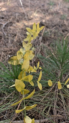 Vincetoxicum amplexicaule iNat (2)