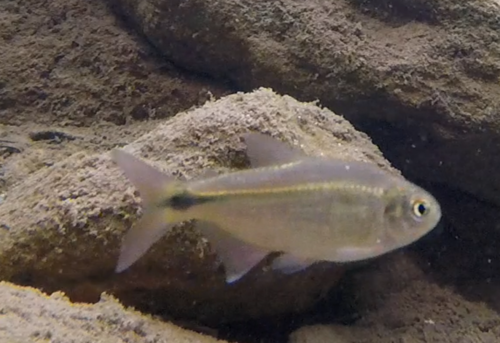 Astyanax eigenmanniorum