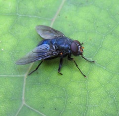 Calliphoroides antennatis