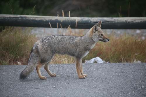 Chilla, photo 6 of 10