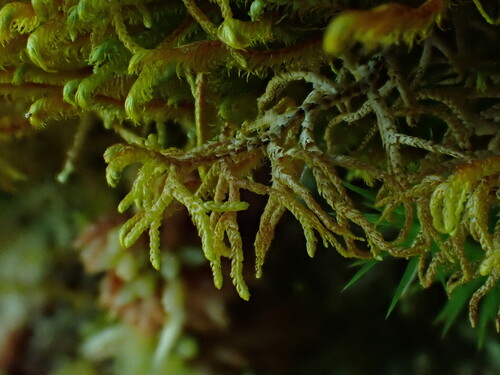 Mastigophora woodsii observed 2025-07-17