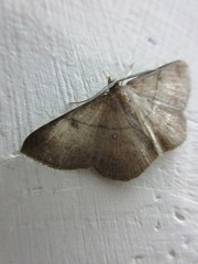 Lepidoptera