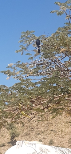 Fork-tailed Drongo
