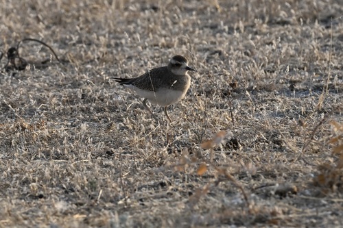 iNaturalist: (c) Leah Ramsay, some rights reserved (CC BY-NC), uploaded by Leah Ramsay iNaturalist image