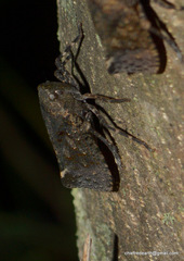 Penthicodes pulchellus