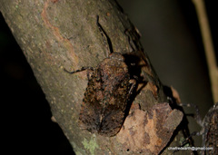 Penthicodes pulchellus