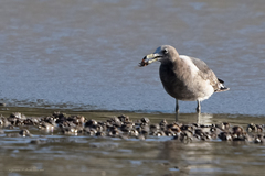 Larus atlanticus