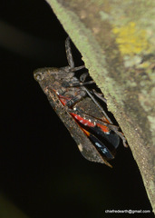 Penthicodes pulchellus