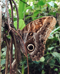 Caligo illioneus