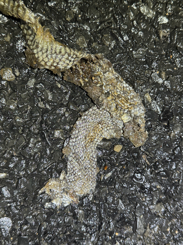 Eastern Brown Snake sighting