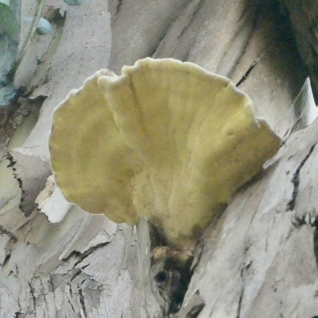 Laetiporus gilbertsonii · November 2025 · photo: © karenoffereins (iNaturalist, cc-by)