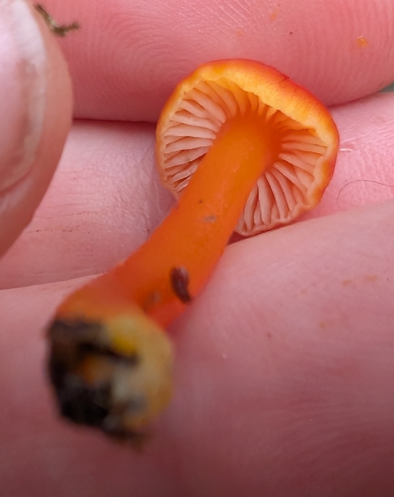 Hygrocybe constans · November 2025 · photo: © simonele (iNaturalist, cc-by)