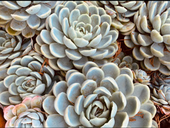 Echeveria elegans