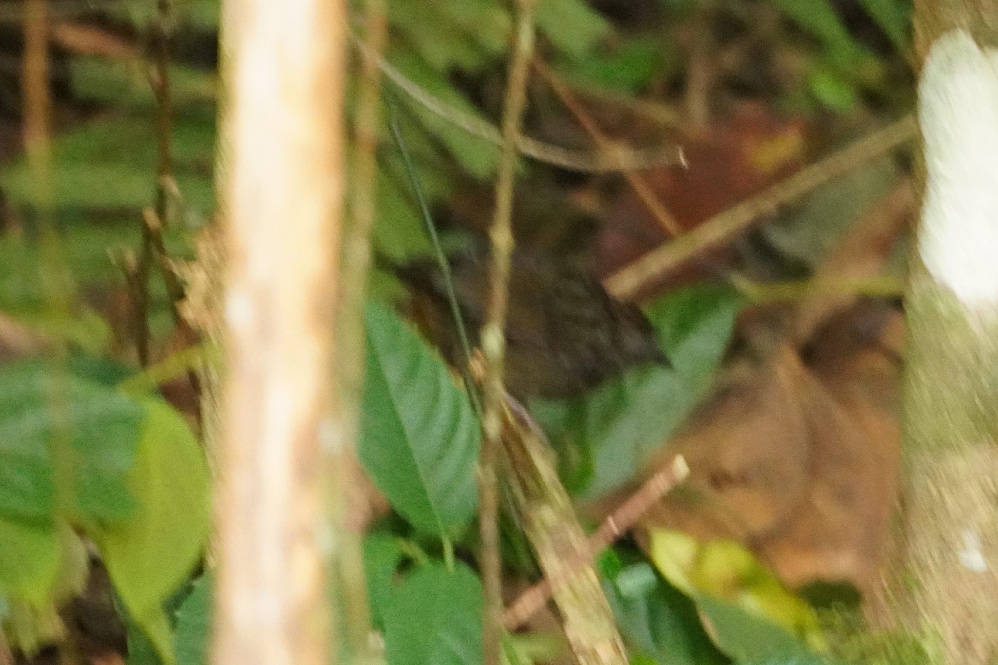 Streaked Wren-Babbler