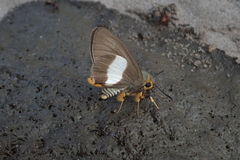 Coeliades forestan forestan