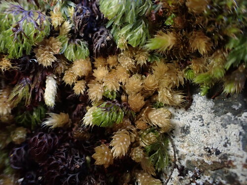 Lepyrodon lagurus observed 2025-11-03