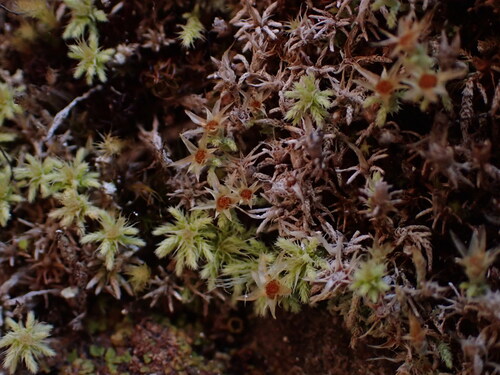 Philonotis scabrifolia observed 2025-11-03