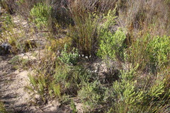 Edmondia