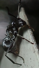 Polyrhachis schlueteri