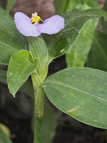 Wavy-Leaf Dayflower (Commelina undulata)