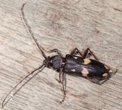 Phoracantha punctata