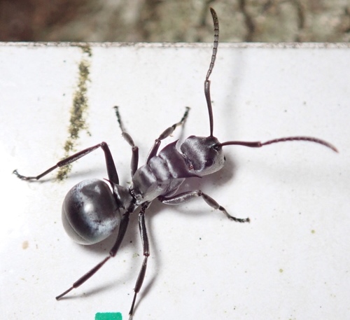 Silver Spiny Sugar Ant