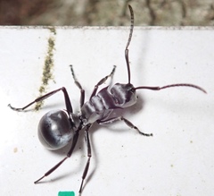 Polyrhachis schlueteri