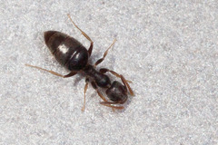 Technomyrmex albipes