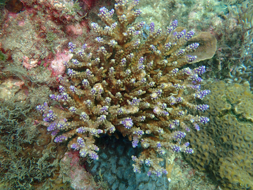 Acropora valida observed 2025-11-03