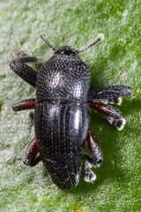Trigonopterus