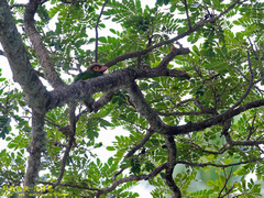 Psilopogon zeylanicus