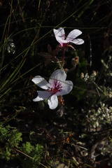 Pelargonium elegans