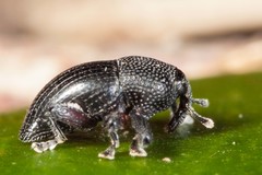 Trigonopterus