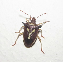 Durmia albidofuscata